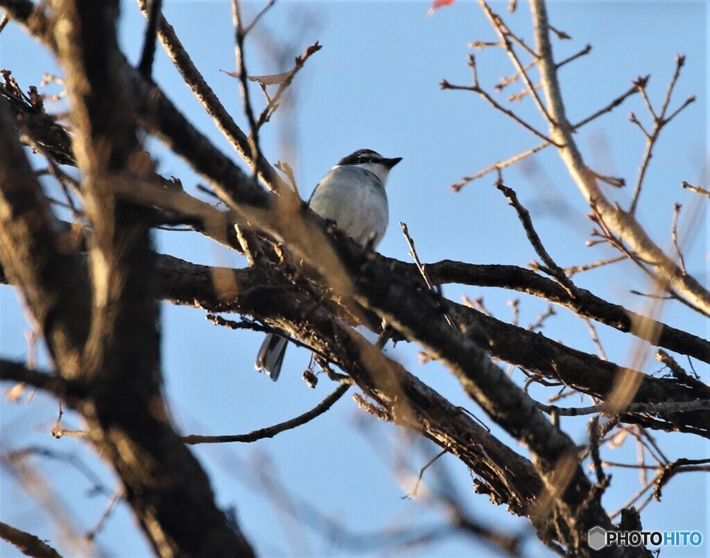 令和元年最後の鳥見鳥撮り④。