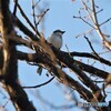 令和元年最後の鳥見鳥撮り④。