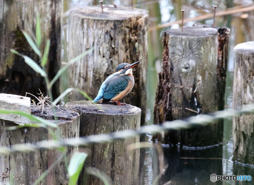 カワセミさん。