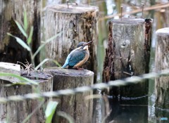 カワセミさん。