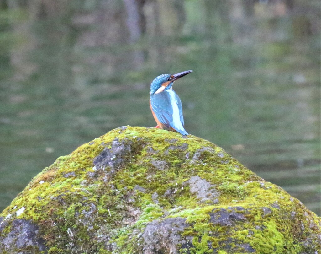 カワセミさん。