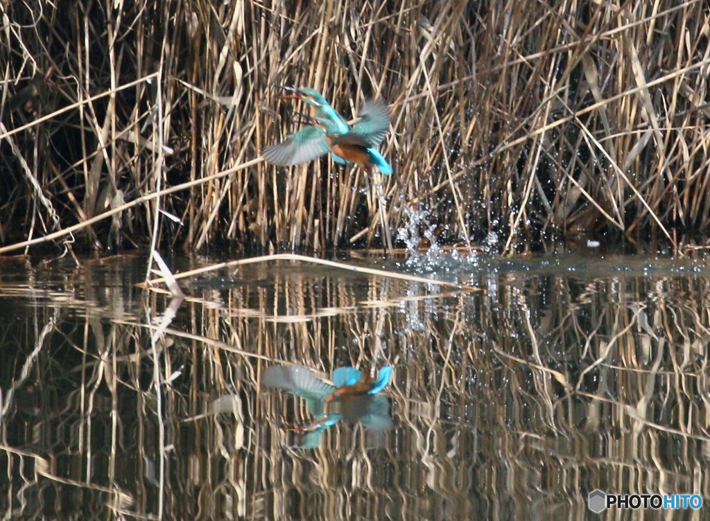 ２羽合体から・・・