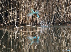 ２羽合体から・・・