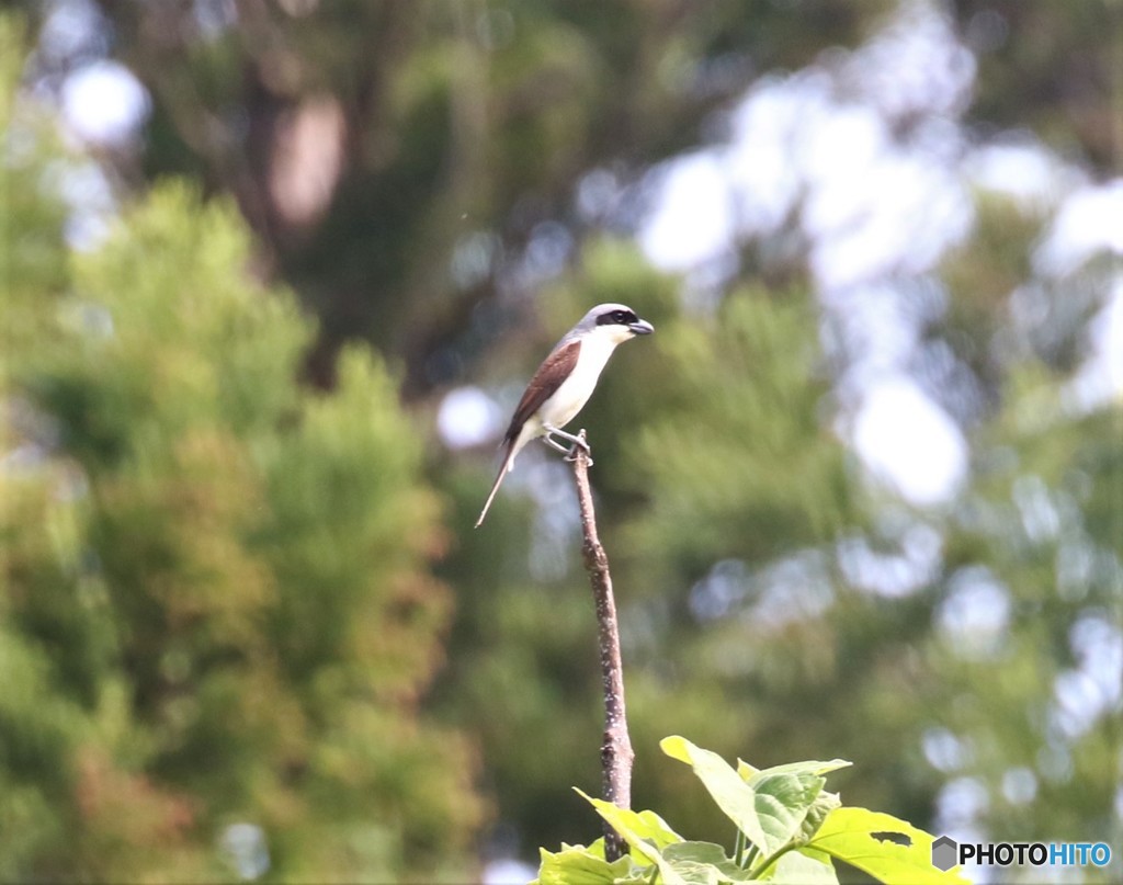 チゴモズさん。