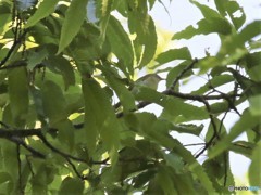 センダイムシクイさん。