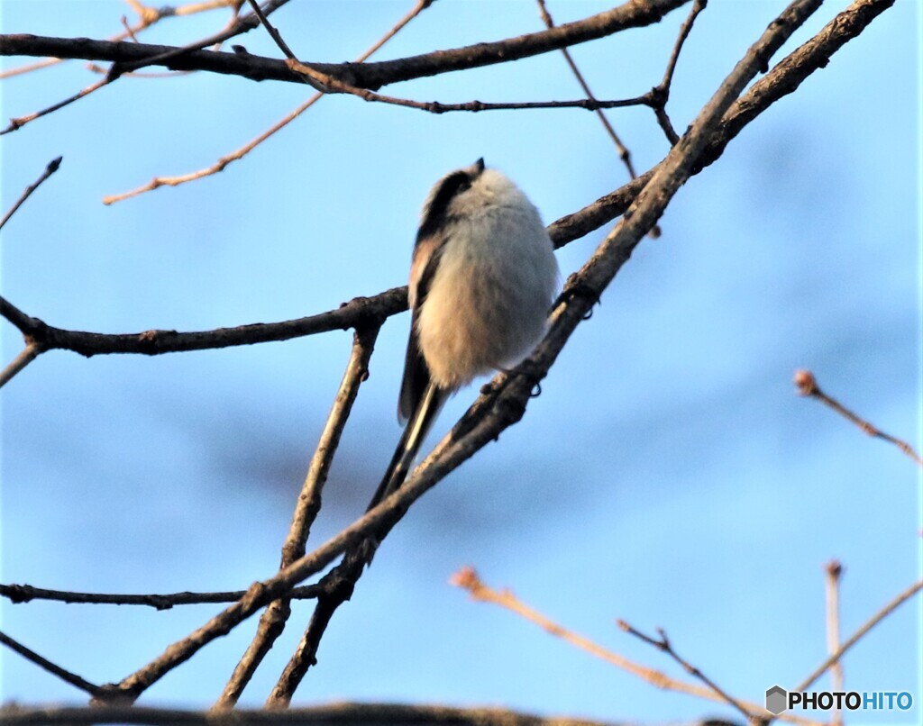 令和元年最後の鳥見鳥撮り②。