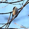 令和元年最後の鳥見鳥撮り②。