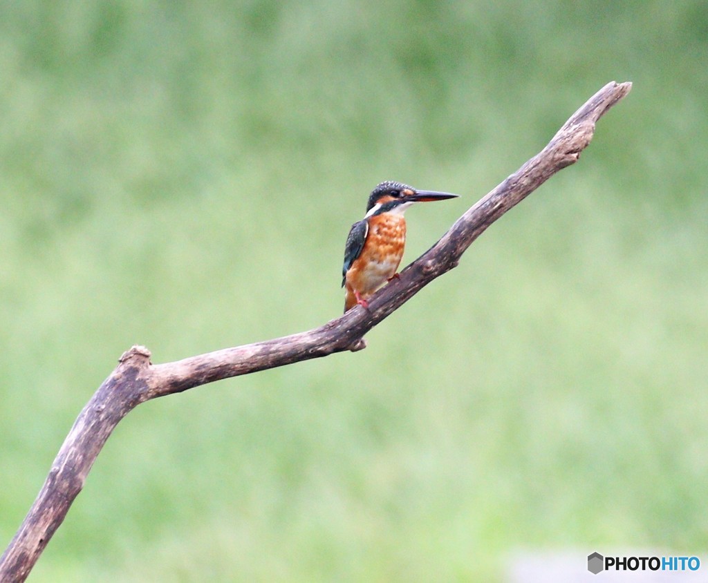 カワセミさん。