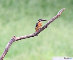 カワセミさん。