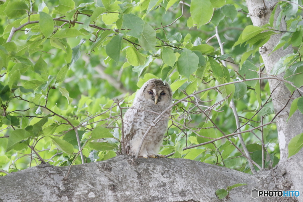 無修正・フクロウのヒナ。
