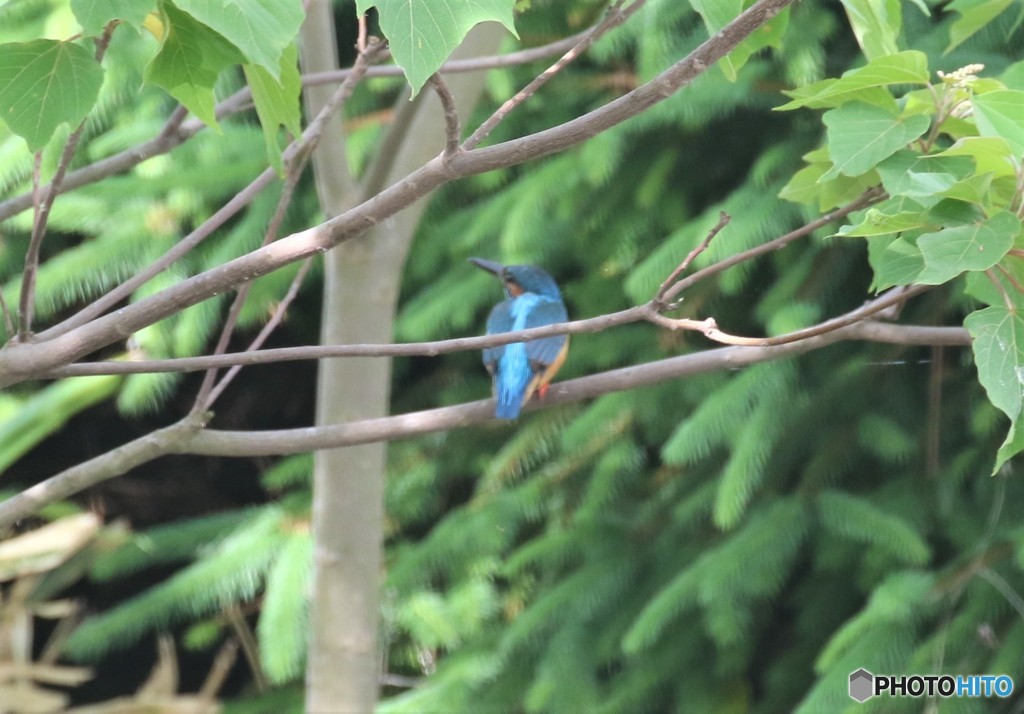 カワセミくん。