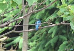 カワセミくん。