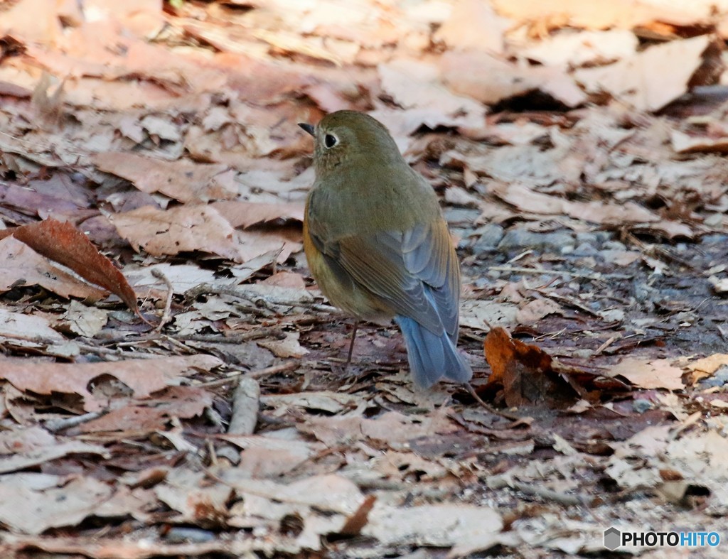 ルリビタキの森のルリビタキさん。