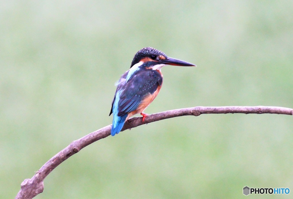 カワセミさん。