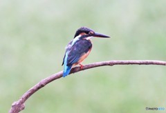 カワセミさん。