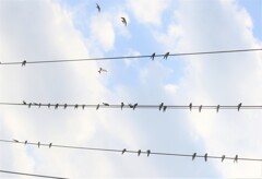 〇〇ツバメさん。