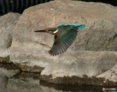 カワセミさんのメス。