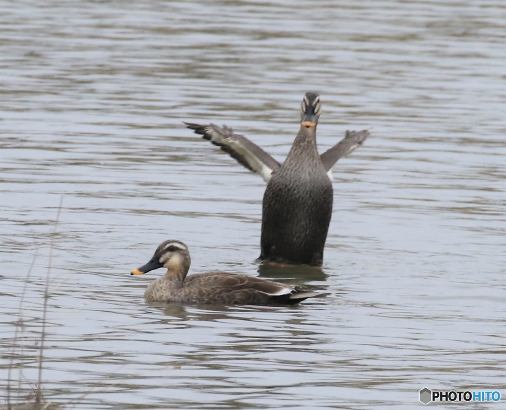 カルガモさん。①