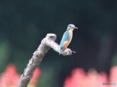 カワセミくん。