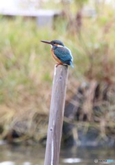 しばらくぶりのカワセミさん。