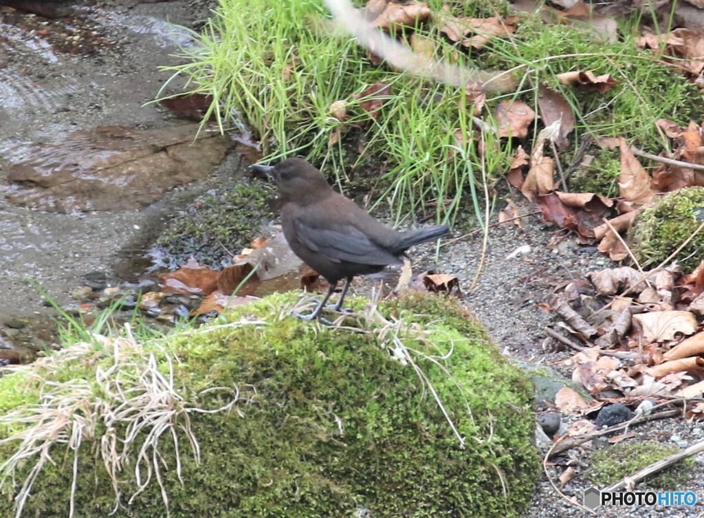カワガラスさん。