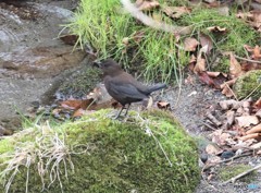 カワガラスさん。