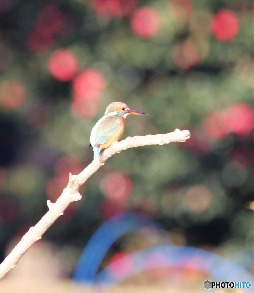 さざんかの宿。