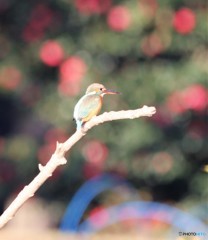 さざんかの宿。