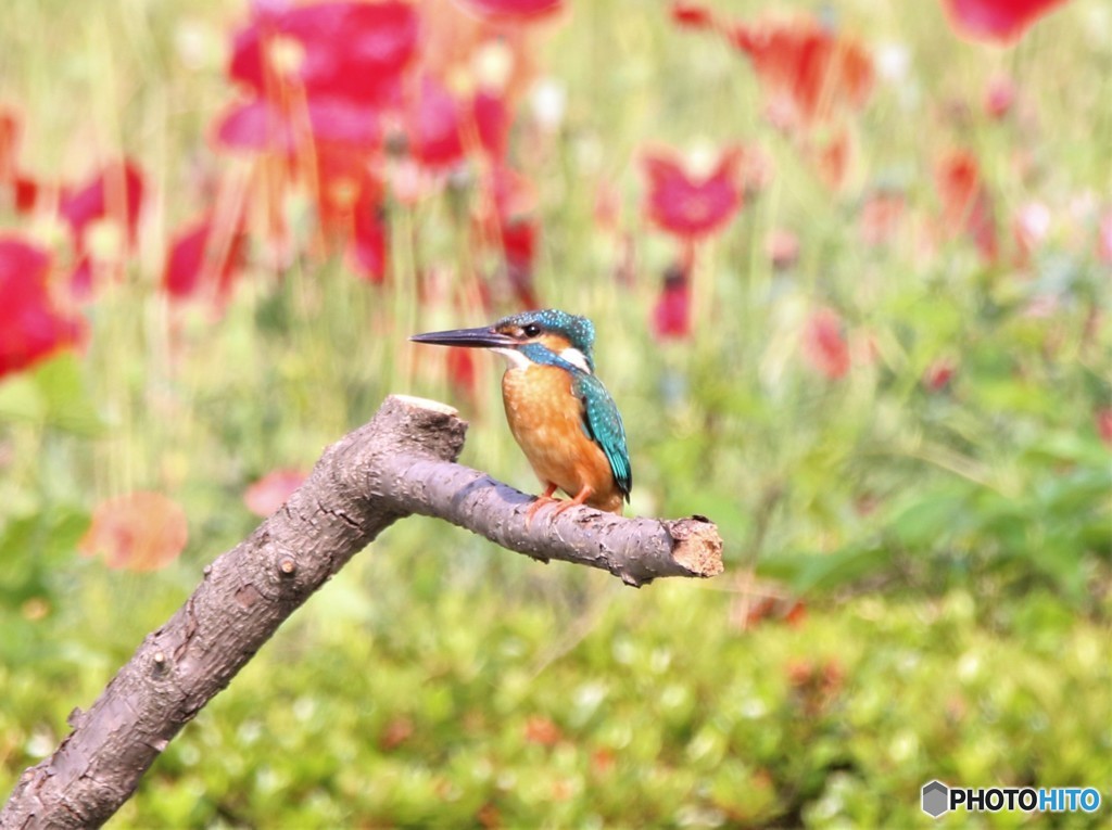 カワセミさん。