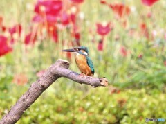 カワセミさん。