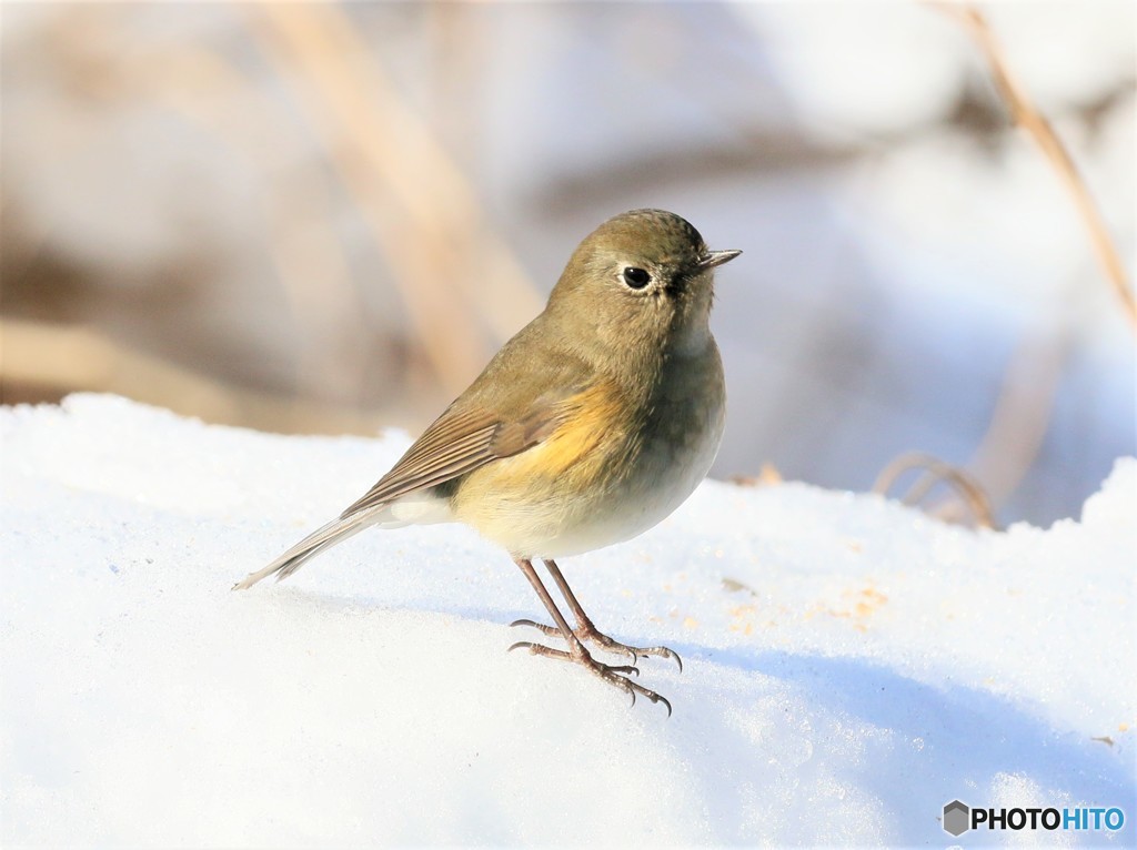 公園の野鳥さん。