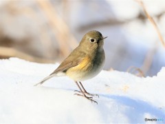 公園の野鳥さん。