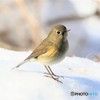 公園の野鳥さん。