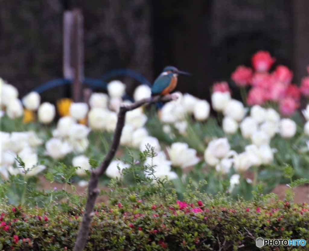 ピンボケさん③。