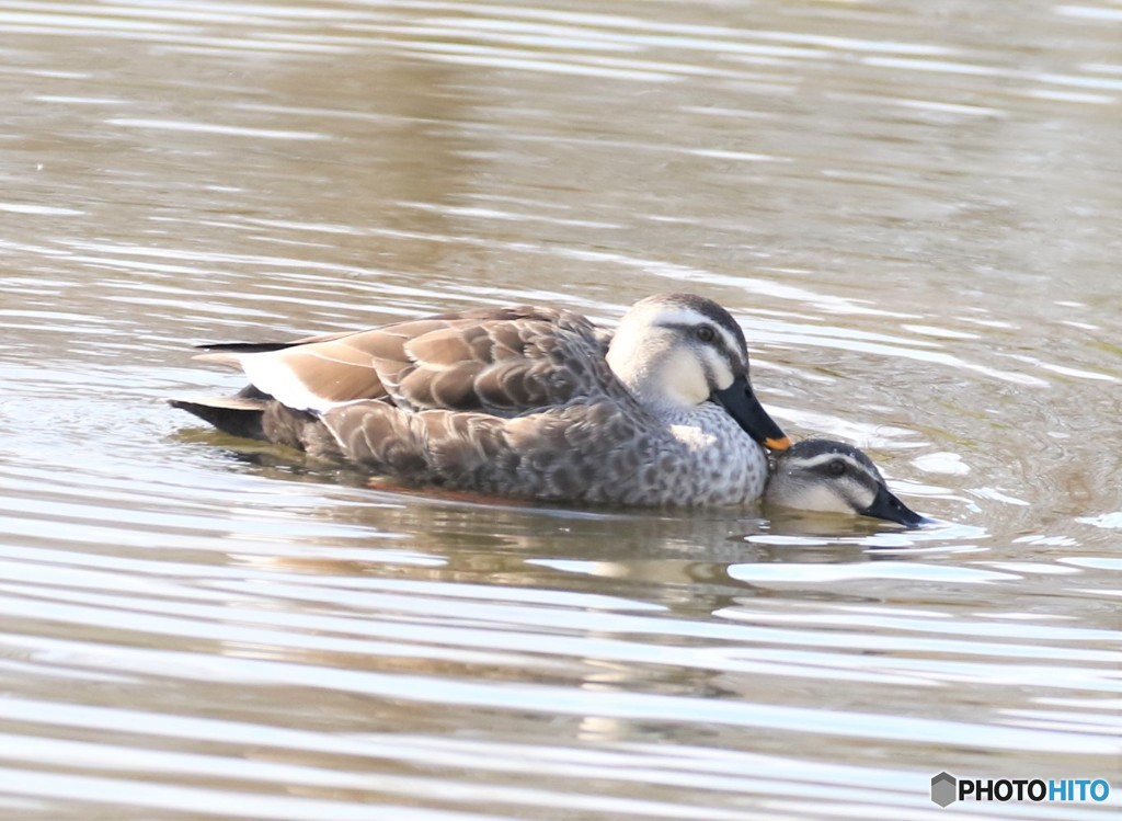 カルガモさん。