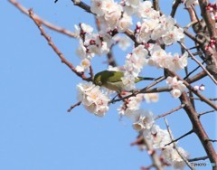 白梅にメジロさん。