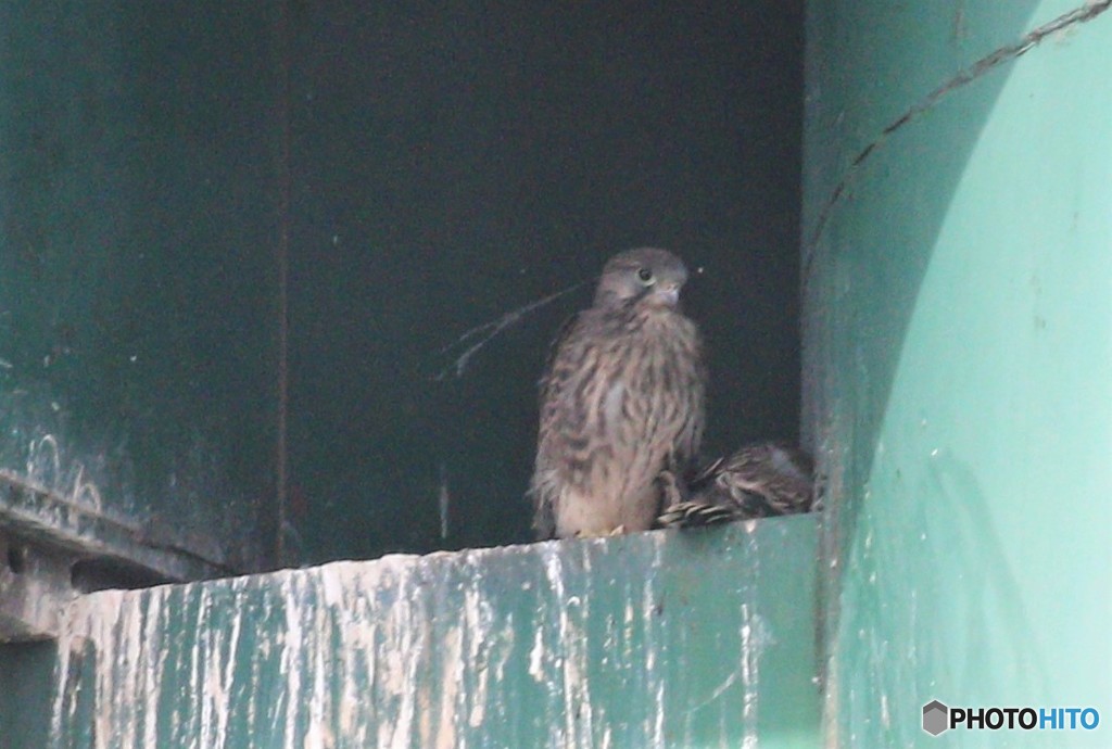 チョウゲンボウさんの幼鳥。