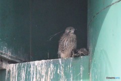 チョウゲンボウさんの幼鳥。