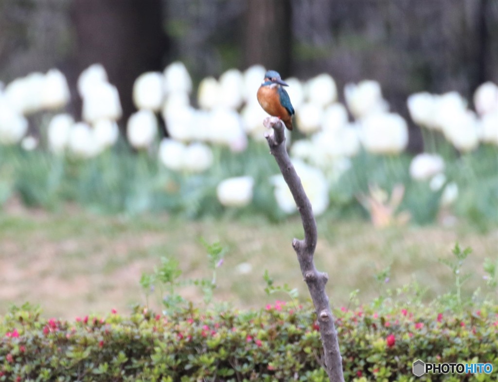 ピンボケさん④。