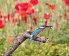 カワセミさん。