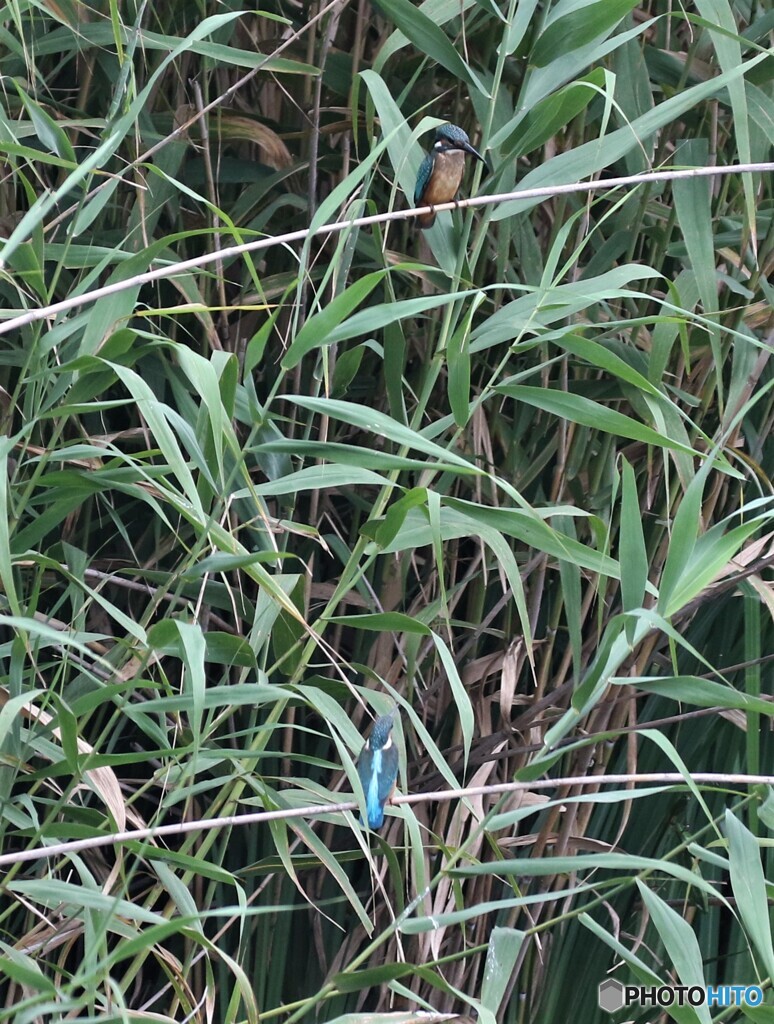 カワセミさんの若。