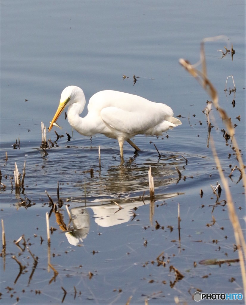 亜種オオダイサギさんのお食事中です。