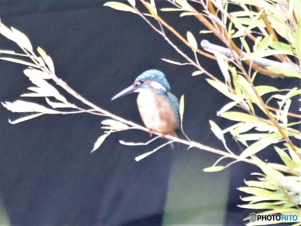 カワセミさん。