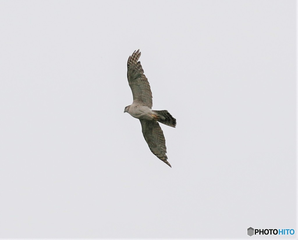 オオタカさん。