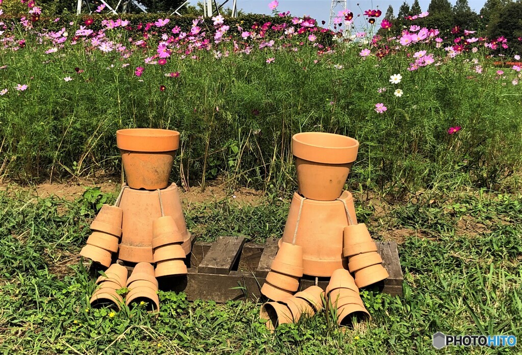 コスモス。