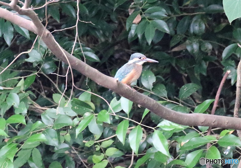 カワセミさん。