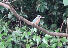 カワセミさん。