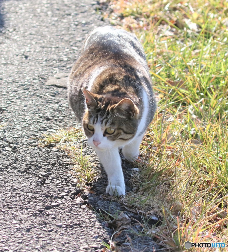 公園のネコさん。