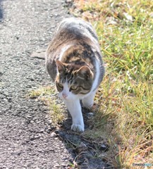 公園のネコさん。