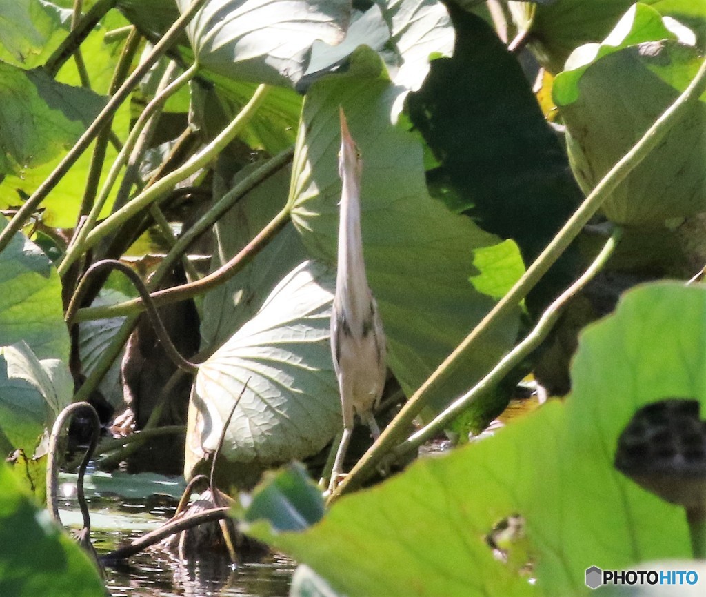 ヨシゴイさん。